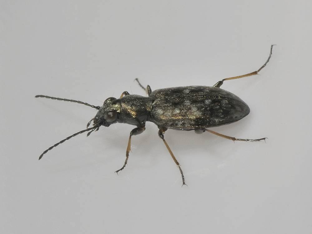 Asaphidion flavipes? no, Asaphidion caraboides